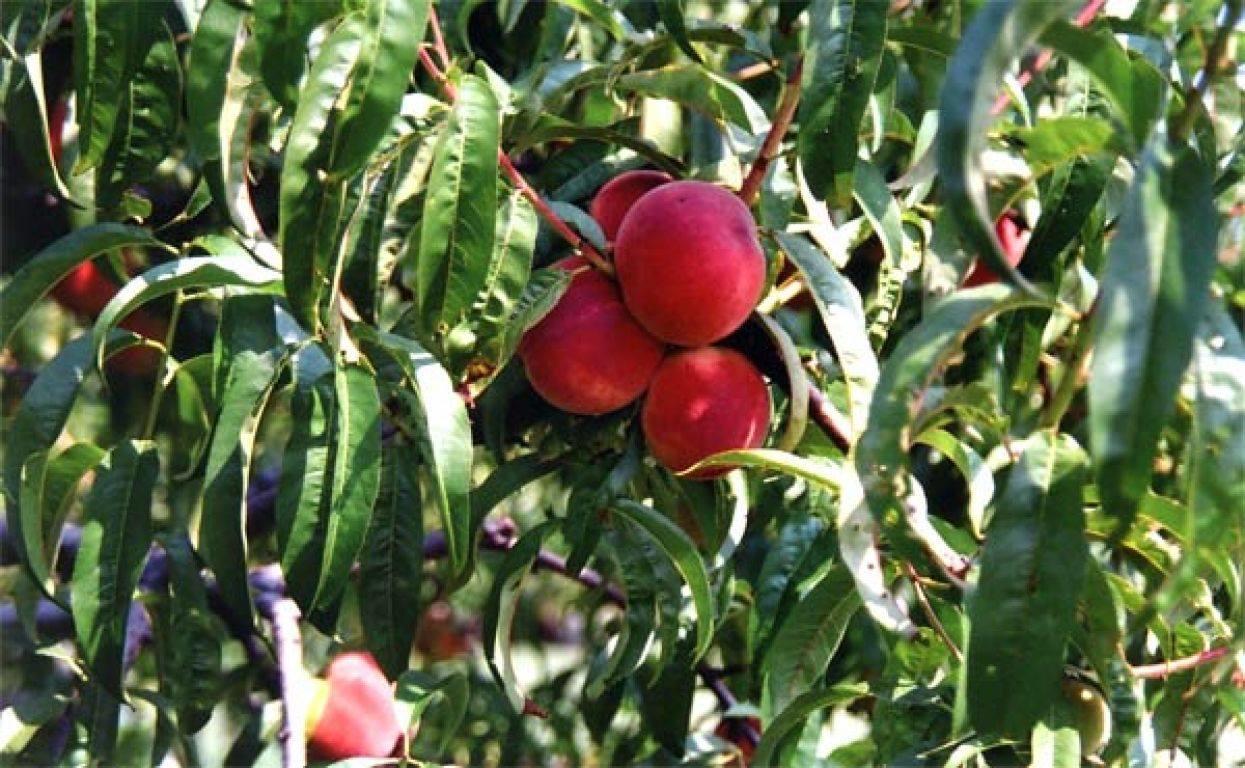 Agriturismo La Biandrina Carpignano Sesia Eksteriør billede