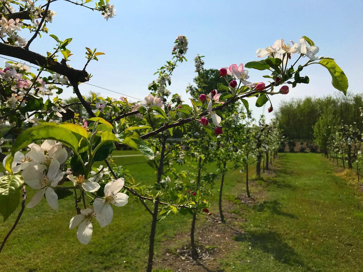 Agriturismo La Biandrina Carpignano Sesia Eksteriør billede